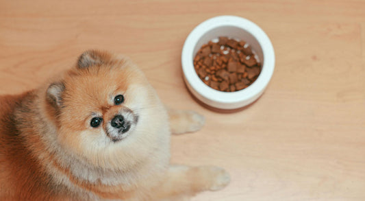 Best Food for My Dog: What Every Pet Parent Should Know
