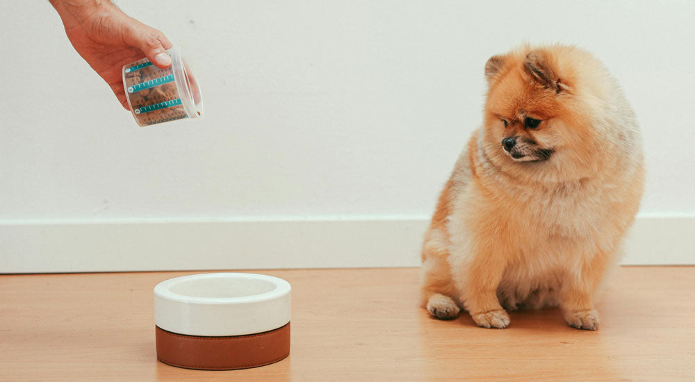What Should I Feed My Puppy and How Often?