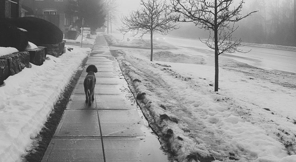 Winter Dog Care Tips