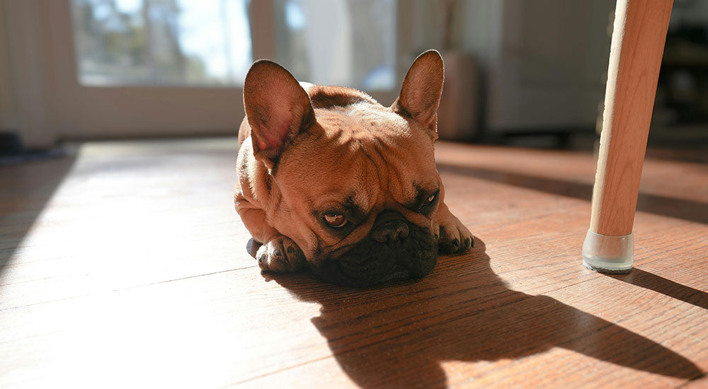 Enrichment Ideas for Bored Pets
