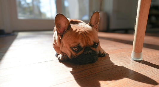 Enrichment Ideas for Bored Pets