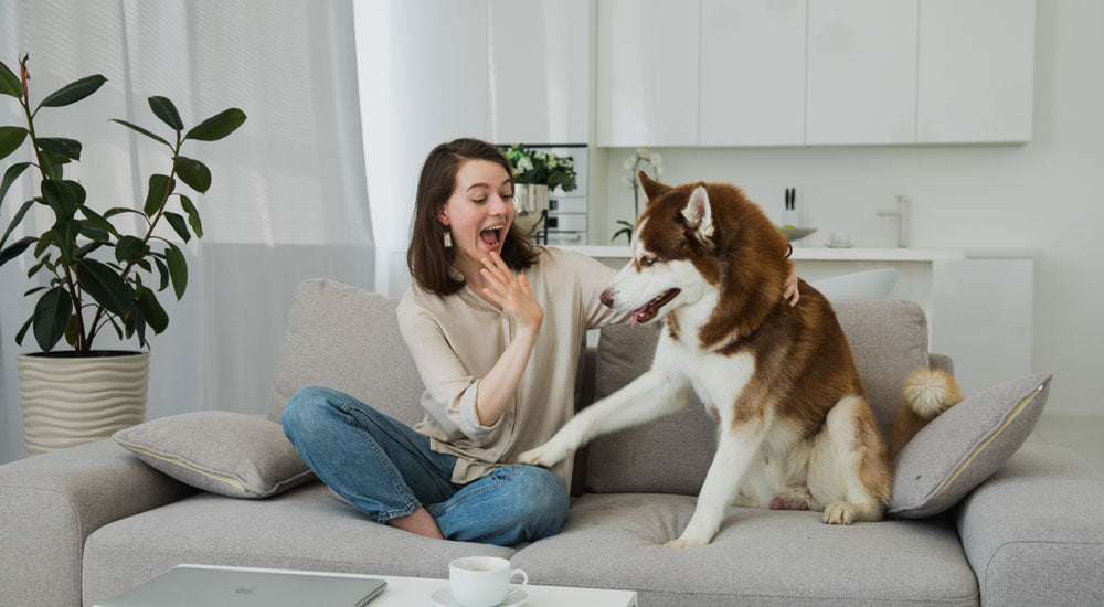 Best Ways to Entertain Your Dog at Home