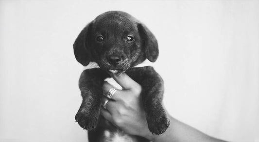 Essential Dog Dental Kit: 3 Tools Every New Puppy Owner Needs