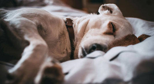 How Do I Know If My Dog Is Sick?