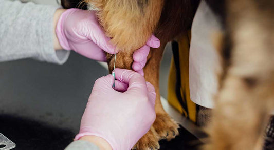 How Many Vaccines Does My Dog Need? A Guide for Pet Owners