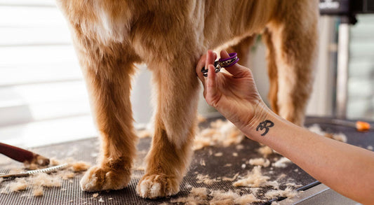 Dog Grooming Hacks Every Pet Owner Should Know