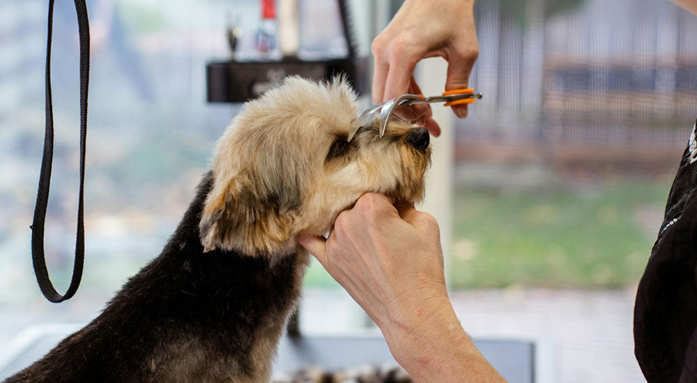 Grooming & Hygiene Tips: Monthly Grooming Advice — Nail Trimming, Shedding Solutions, Ear Cleaning, and Safe Shampoos
