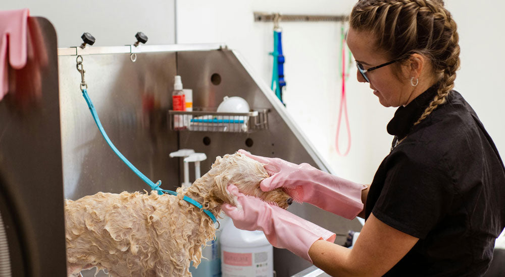 Pet Grooming Myths Debunked