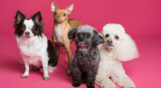 Best Family-Friendly Dog Breeds: The Perfect Companions for Kids and Parents Alike