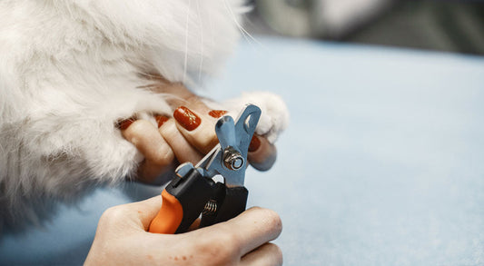 How To Cut an Uncooperative Dogs Nails