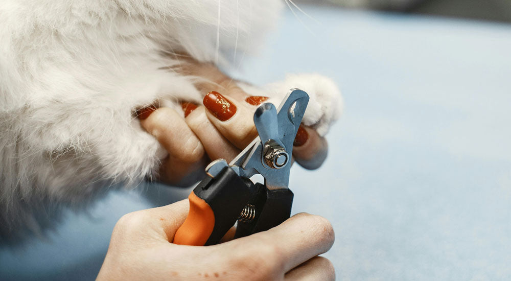 How to Trim a Cat’s Nails: A Step-by-Step Guide for Stress-Free Grooming