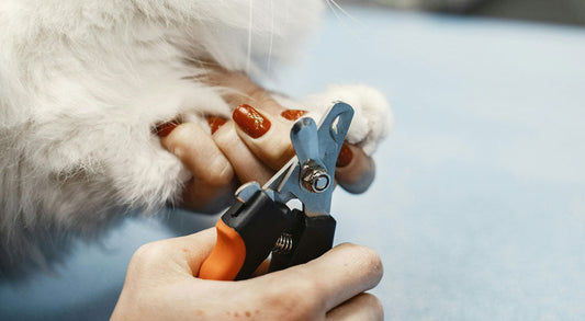 How to Trim a Cat’s Nails: A Step-by-Step Guide for Stress-Free Grooming