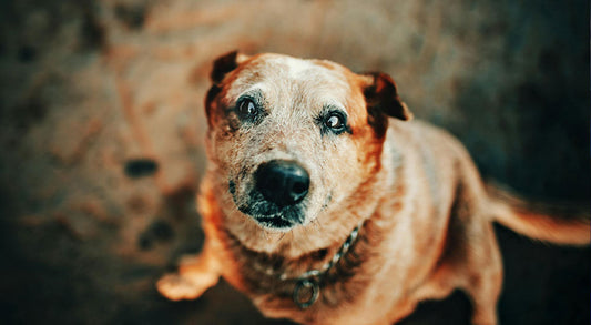 Old Dog Bad Teeth: What to Do