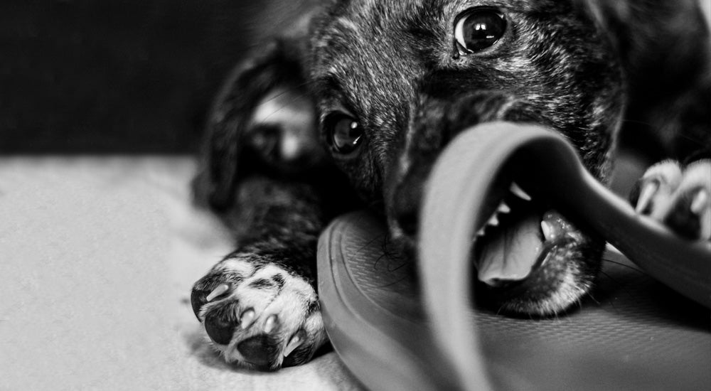 Why Is My Dog Chewing On Shoes And Furniture?