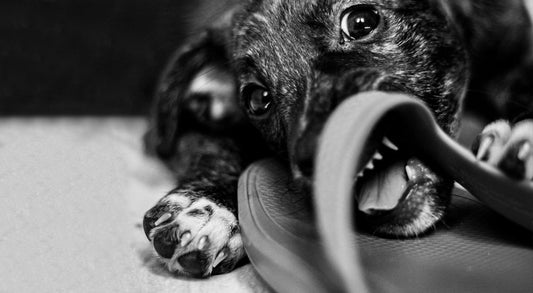 Why Is My Dog Chewing On Shoes And Furniture?
