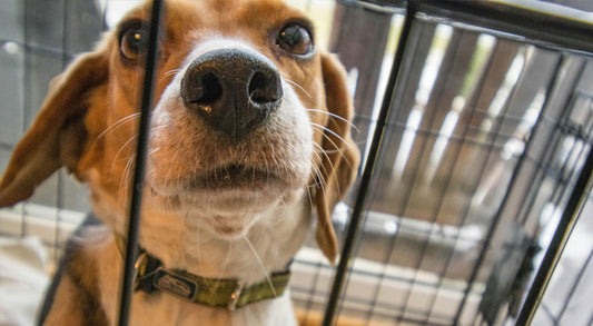 Should I Crate Train My Puppy? A Detailed Guide for Dog Parents