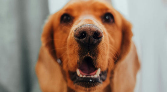 Unleash the Smile: Celebrating Pet Dental Health Month in February