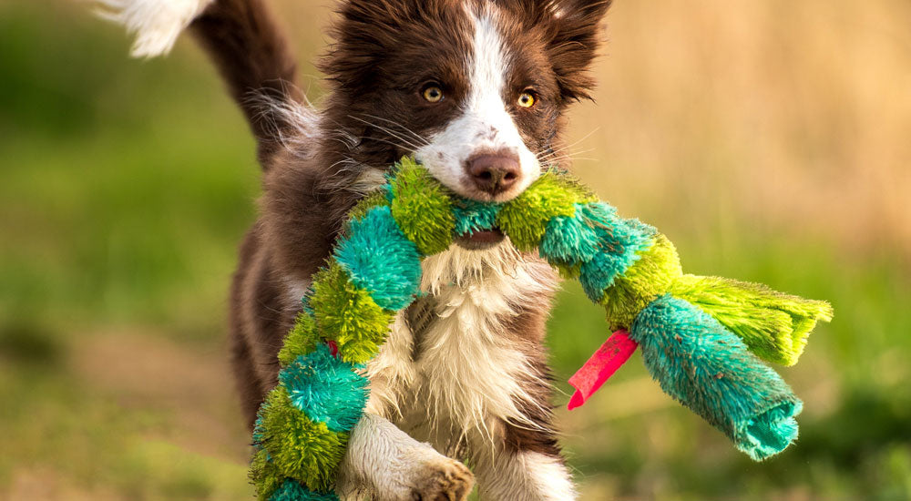 What Toys Can I Make at Home For My Dog?