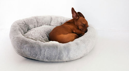 Where Should the Puppy Sleep? A Complete Guide for New Dog Owners