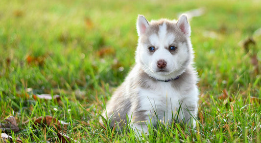 Must Have Products For Your New Puppy