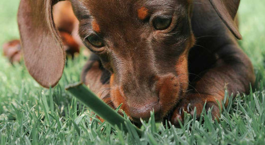 Why Is My Dog Eating Grass? Understanding the Behavior