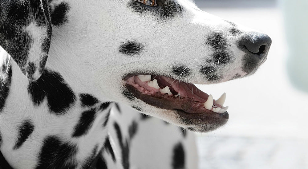 Why Dog Dental Care Matters