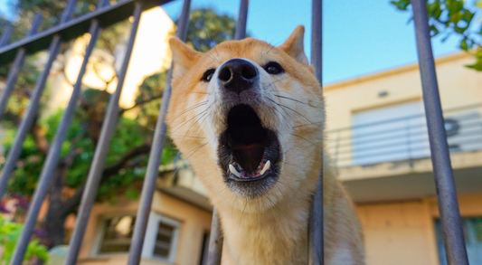 How to Stop a Dog from Barking: Effective Strategies for a Quieter Home