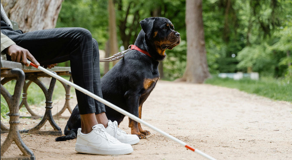 What is a Service Dog?