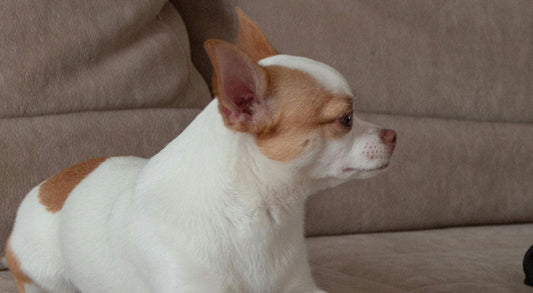 Common Health Issues With Breeds