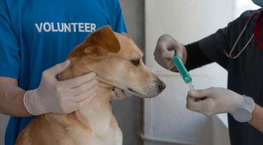 The Top 10 Most Common Dog Diseases: What Every Pet Owner Should Know