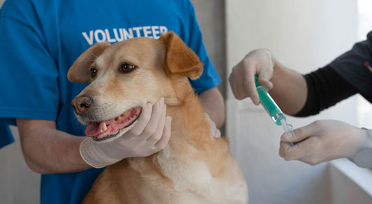 What Vaccinations Does My Puppy Need?