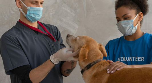 When Should I Take My Puppy to the Vet?