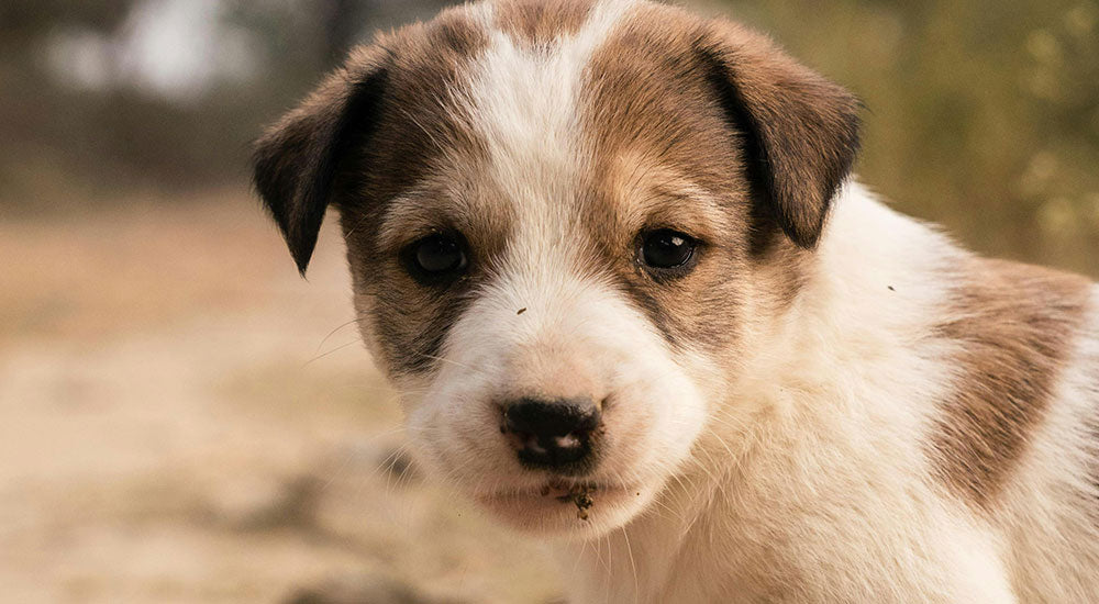 Unveiling the Disadvantages of Pet Care