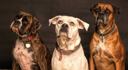 How Often Should I Deworm My Dog?