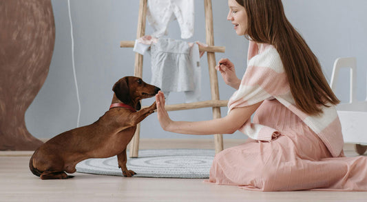 Is it Possible to Train An Adult Dog?