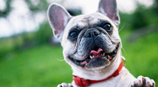 Unlocking the Secrets to Your Pet's Radiant Smile: A Comprehensive Guide to National Pet Dental Health Month