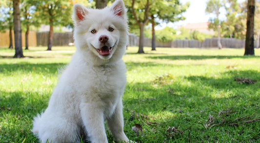 Seasonal Pet Care