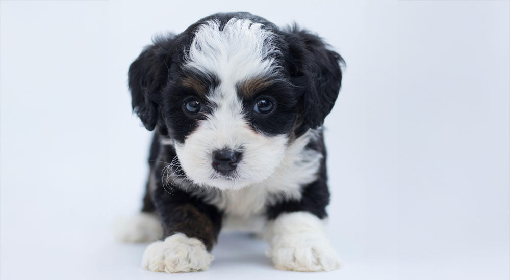Common Questions People Ask When Planning to Get a New Puppy