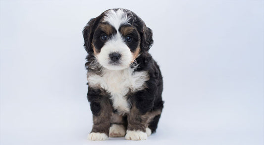 What do I Need to Buy Before Bringing a Puppy Home?