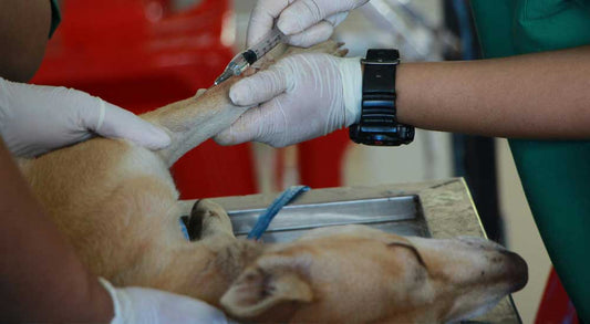What Should I Do in Case My Dog Needs Emergency Healthcare?
