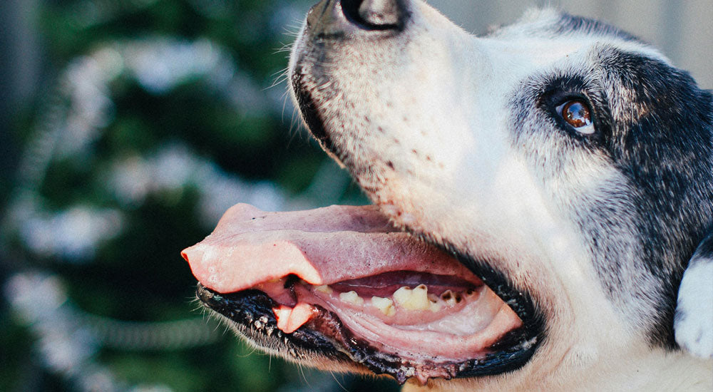 I've Never Brushed My Dog’s Teeth – Now What?