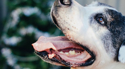 I've Never Brushed My Dog’s Teeth – Now What?