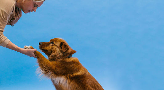 Training Tips for Dogs