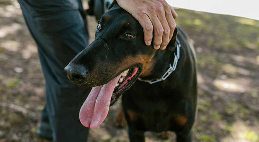 How to Tell If Your Dog’s Breath Is More Than Just Bad
