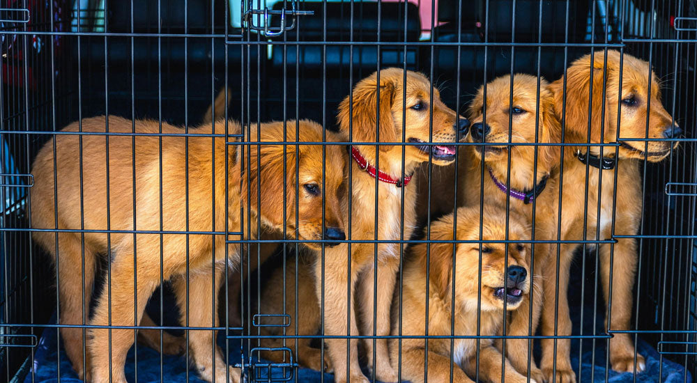 Should I Adopt from a Shelter or Buy from a Breeder?