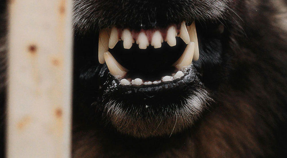 Is it Ok to Never Brush My Dog's Teeth?