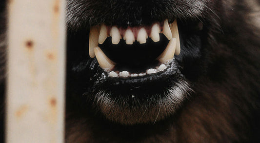 Is it Ok to Never Brush My Dog's Teeth?