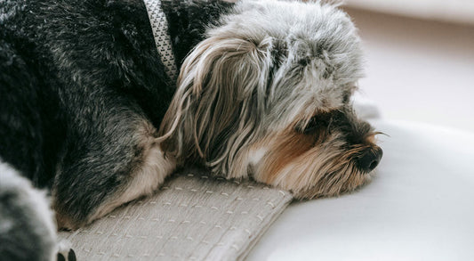 What Is the Best Boarding Option for My Dog?