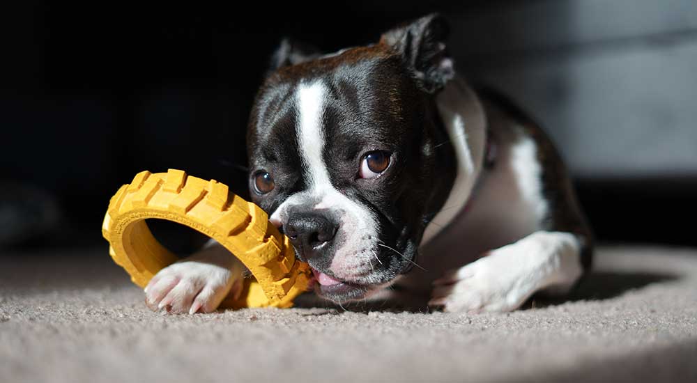 The Best Dog Toothbrush for Aggressive Chewers: Why Design Matters