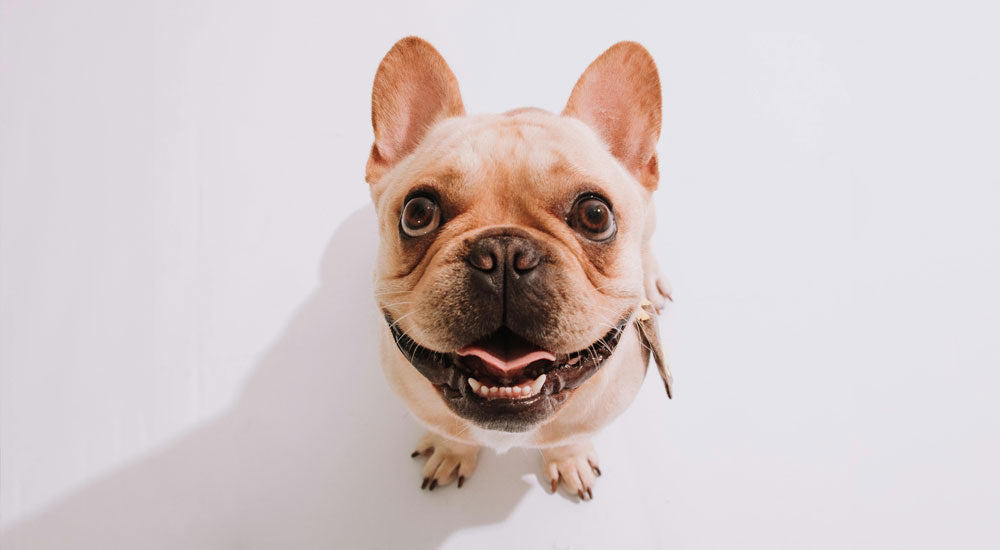 Does My Dog Need Flea and Tick Protection Year-Round?